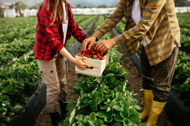 istock Smiling young couple picking organic strawberries 1318351650
