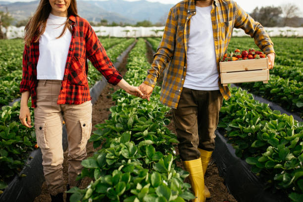 istock Smiling young couple picking organic strawberries 1318352222