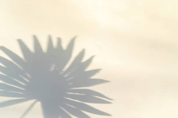 istock Space shadow summer background. Plant leaf shadows on white wall in abstract tropical sunlight texture. Exotic travel conception. Template background for text, wallpaper. 1318353168