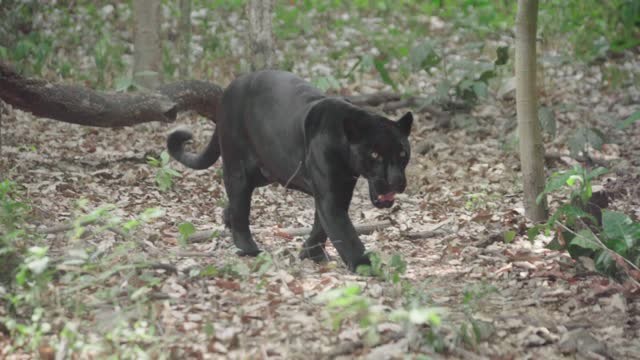 black jaguar walking