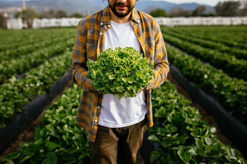 Young man farmer holding and showing fresh organic green oak lettuce and gesture thumbs up in farm, produce and cultivation for harvest agriculture vegetable with business, healthy food concept.