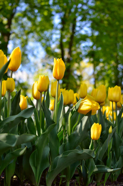 istock Young tulips bloomed in the park in spring 1318355023