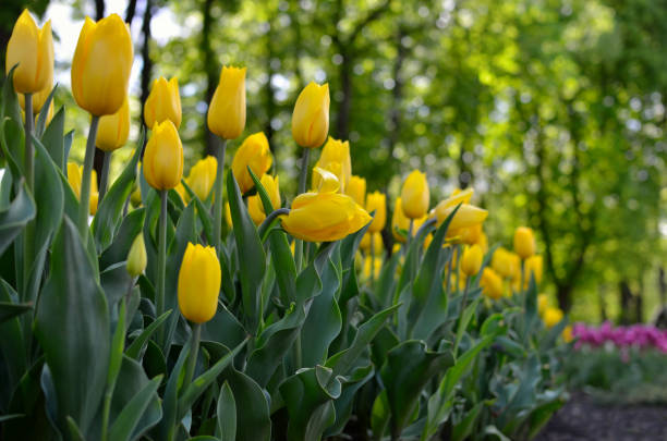 istock Young tulips bloomed in the park in spring 1318355031