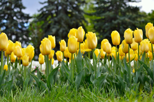 istock Young tulips bloomed in the park in spring 1318355074