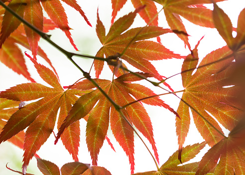 Japanese maple leaves silhouetted against the sky in a garden