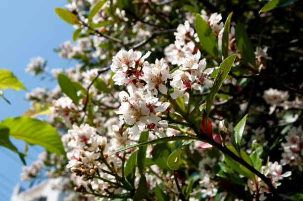 istock Indian hawthorn's white flowers blooming (Rhaphiolepis indica var. liukiuensis) 1318357152