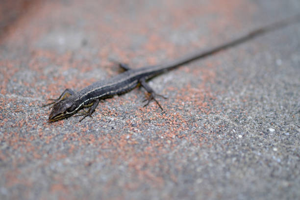 Material of wild lizards on asphalt