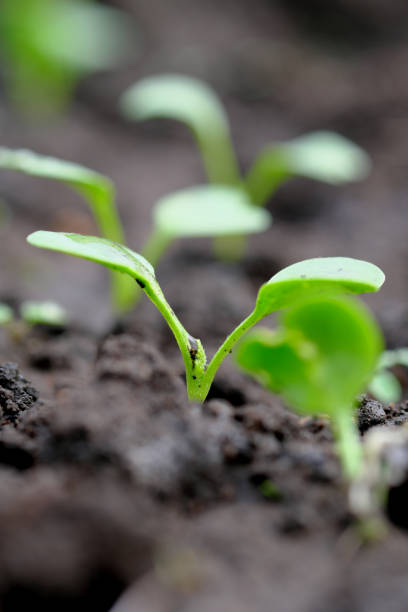 istock Young leaves of radish growing vigorously 1318358091