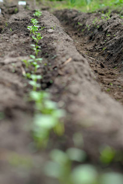 istock Radish leaves sprout from the field 1318358139
