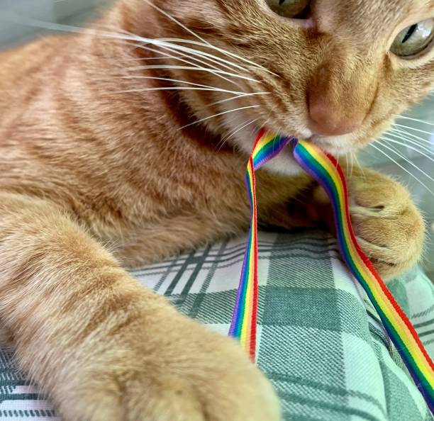 istock Cat rainbow lgbti flag pride 1318359188
