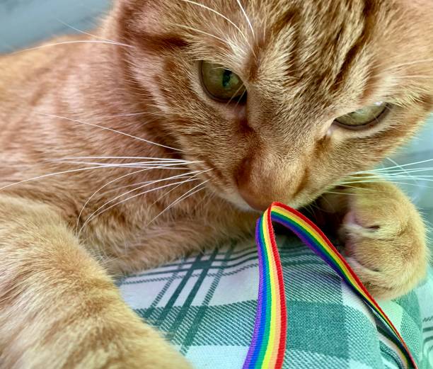 istock Cat rainbow flag lgbti pride bracelets 1318359190
