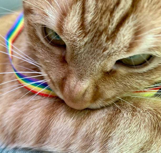 istock Cat lgbti rainbow flag bracelets 1318359191