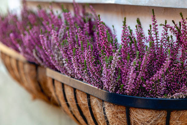istock Blooming lavender grows in pots on a window sill 1318361291