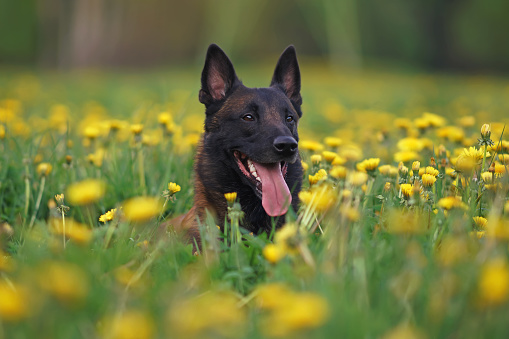 Adorable Belgian Shepherd dog Malinois posing outdoors lying down in a green grass with yellow dandelion flowers in spring