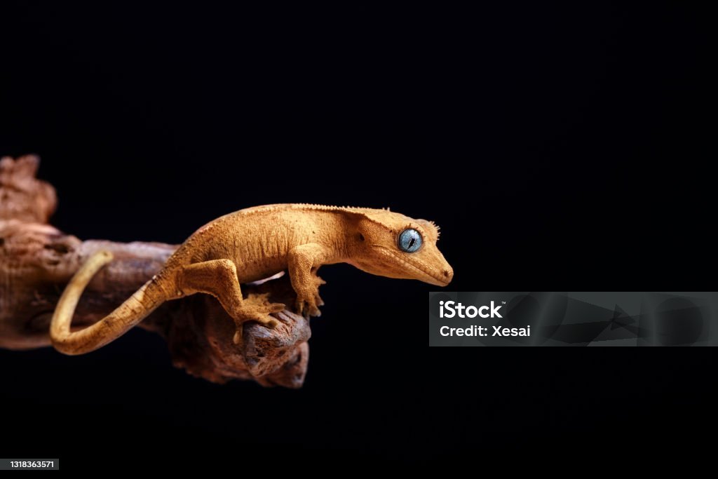 Crested gecko on black background close up shoot of a crested gecko on black background, smile face animals Gecko Stock Photo