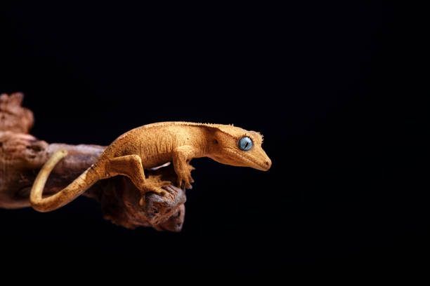 crested gekon na czarnym tle - ciliata zdjęcia i obrazy z banku zdjęć