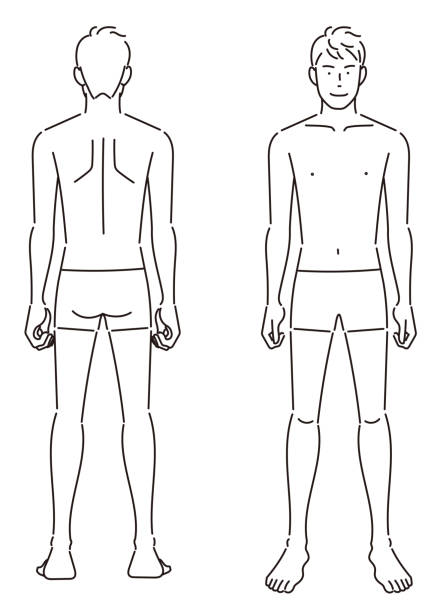 illustrations, cliparts, dessins animés et icônes de illustration du corps masculin - dos humain