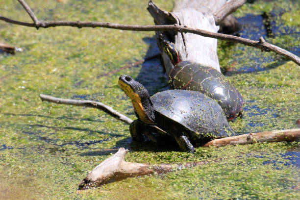 istock Blanding's Turtle - Emydoidea blandingii, this endangered species turtle is enjoying the warmth of the sun atop a fallen tree. The surrounding water reflects the turtle, tree, and summer foliage. 1318366288