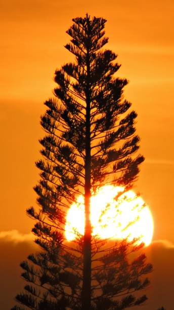 the pine and the sun - pine tree imagens e fotografias de stock