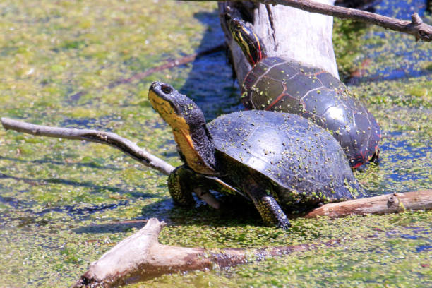Blanding's Turtle - Emydoidea blandingii, this endangered species turtle is enjoying the warmth of the sun atop a fallen tree. The surrounding water reflects the turtle, tree, and summer foliage.
