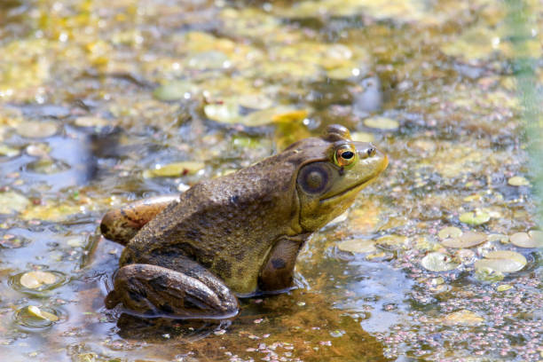 lithobates catesbeianus - una serie de fotos que muestran el impresionante tomar el sol de los anfibios - rana toro americana fotografías e imágenes de stock