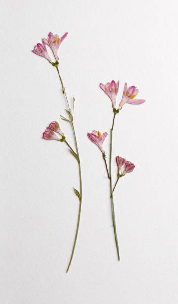 istock Dried garden flowers 1318366961