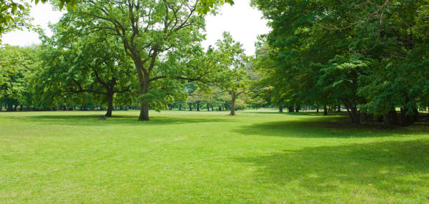 istock Banner image of garden 1318368483