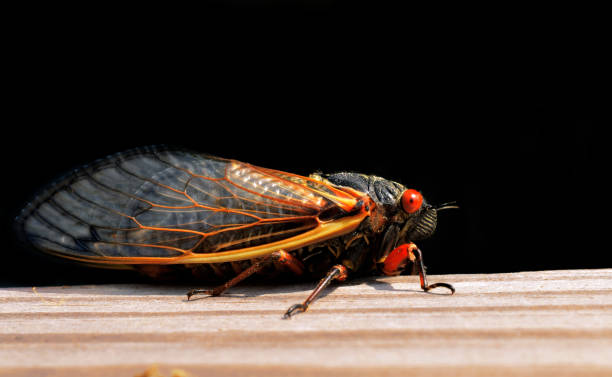 istock Cicada Adult Profile Close Up 1318369193