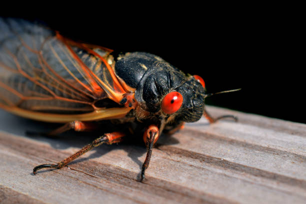 istock Cicada Adult Macro Close Up 1318369196