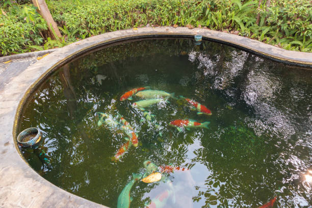 istock koi fish in the garden pond 1318372533