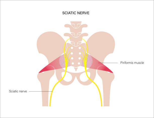 illustrations, cliparts, dessins animés et icônes de bassin musculaire - hip femur ilium pelvis