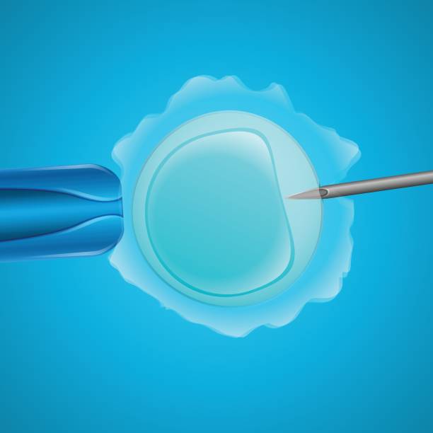 illustrazioni stock, clip art, cartoni animati e icone di tendenza di fecondazione in vitro - human sperm pregnancy test artificial insemination human pregnancy