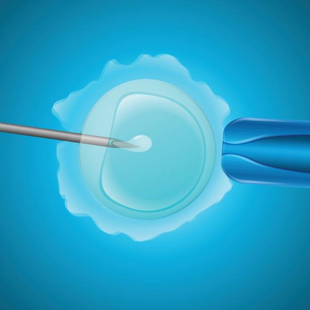 illustrazioni stock, clip art, cartoni animati e icone di tendenza di fecondazione in vitro - human sperm pregnancy test artificial insemination human pregnancy