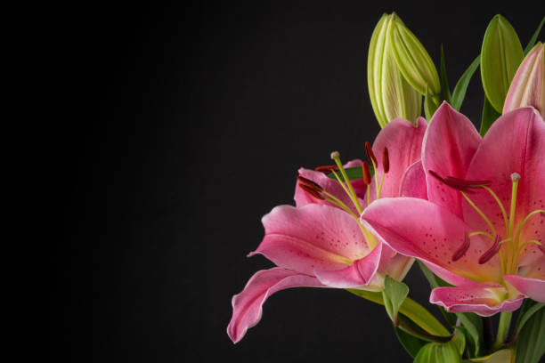 istock Pink Lilies Close-Up 1318373547