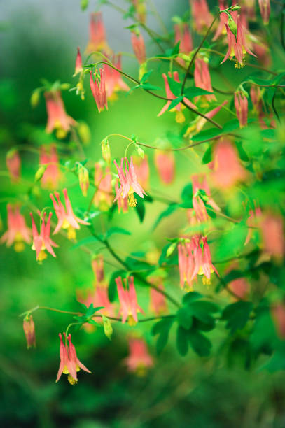 istock Columbine flowers 1318376403