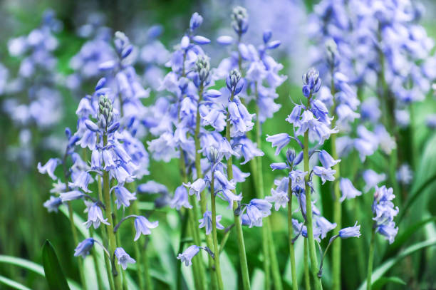 Bluebell flowers Bluebell flowers perennial photos stock pictures, royalty-free photos & images