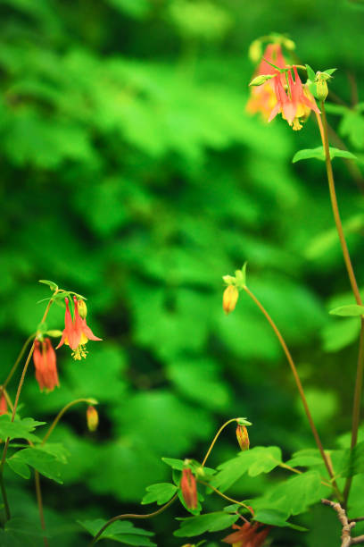 istock Columbine flowers 1318376416