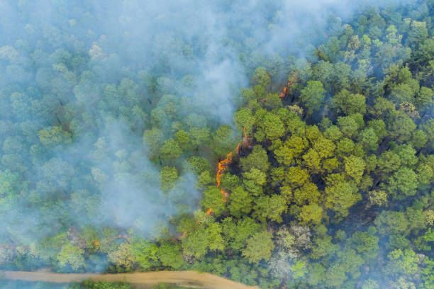istock Aerial view a smoke coming from a trees on fire in the forest 1318376605