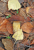 champignon-steinpilz-edulis.jpg?b=1&s=170x170&k=20&c=3EJ01sv_pmuVte86sFjow3_LZJXZjzWdZDfcDESWIOQ=