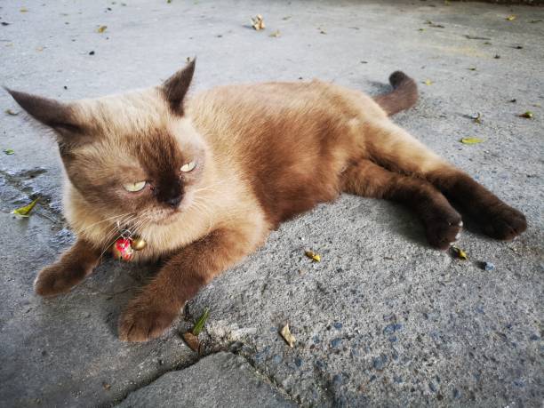 istock My Domestic cat during Lying looking 1318377523