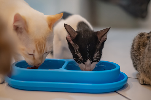 Shot of two small kitten eating dry food cat together from the same blue cat bowl. They're sharing food.