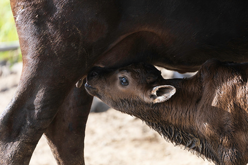 A newborn calf was breastfeeding on a ranch.