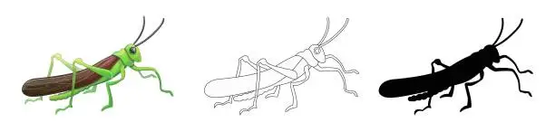 Vector illustration of Insects. Set of three grasshoppers - green in cartoon style, black silhouette and outline style