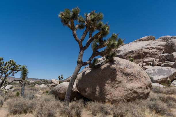istock Lean on me - a tree leaning on a large boulder at the Joshua Tree National Park, Southern California 1318385577