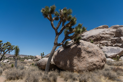 Lean on me - a joshua tree leaning on a large boulder at the Joshua Tree National Park, Southern California