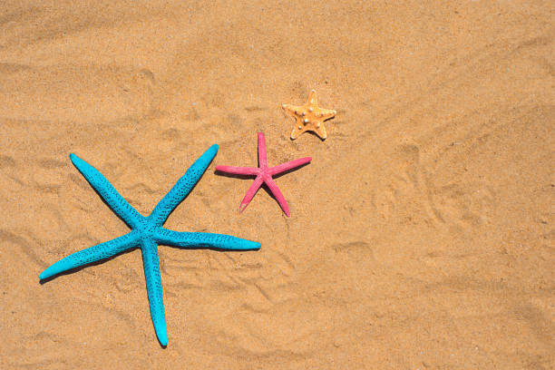 istock top view on a sandy background with dunes and various seashells. Summer background 1318389591