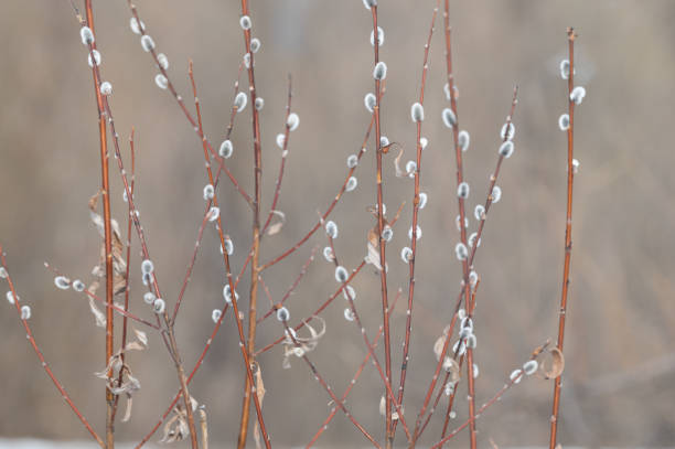 istock Beautiful willow branches with fluffy buds as the approach of Spring and Easter 1318391130