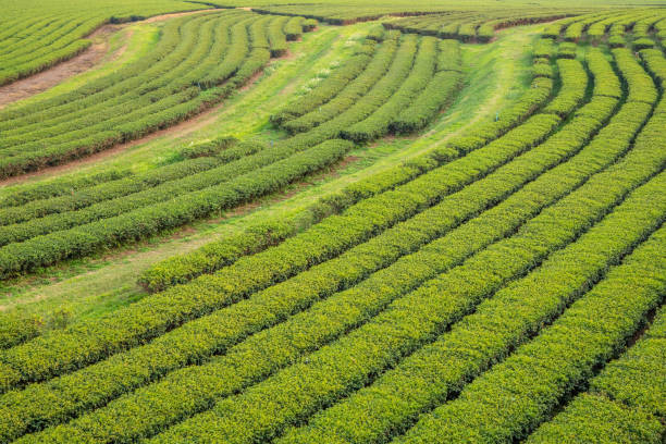 istock The tea plantations background in day light 1318392183