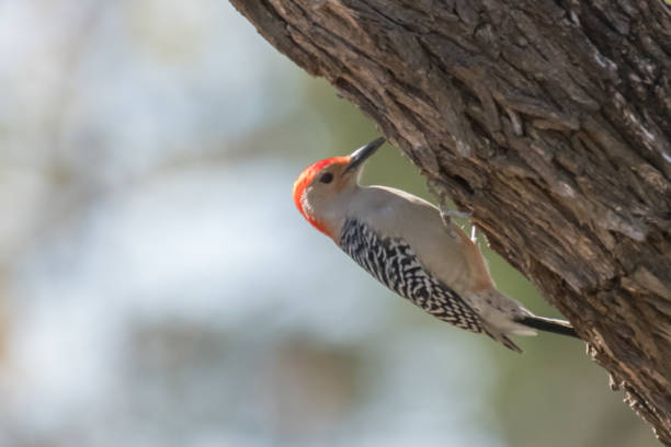 istock Red bellied Woodpecker 05 1318393102