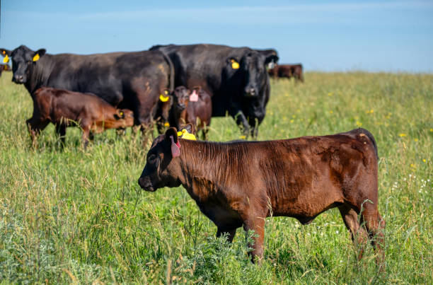 istock Black Angus calves graze on a green meadow 1318394039